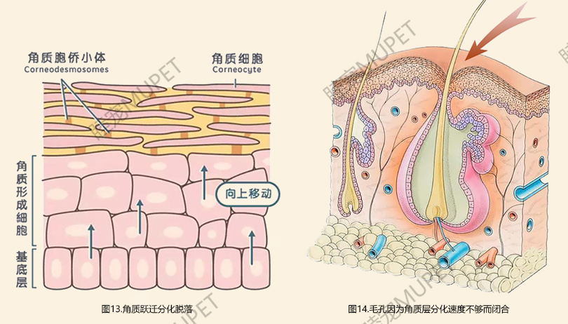 毛囊3.jpg